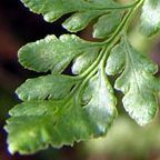 Cheilanthes tenuifolia foug?re graines
