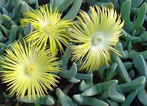 Cheiridopsis carinata - succulent seeds