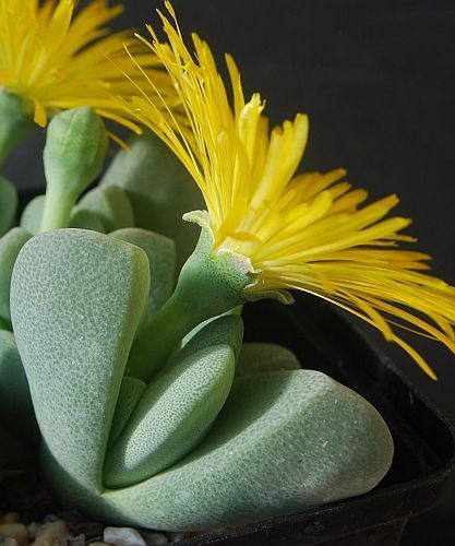 Cheiridopsis vanzylii succulent seeds