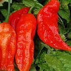 Chili Bhut Jolokia hot pepper piment graines