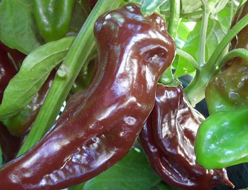 Chili Black Habanero hot pepper seeds