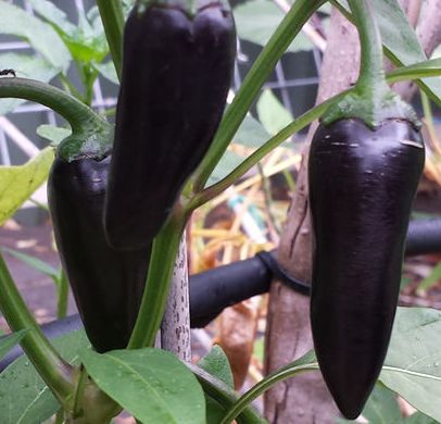 Chili Black Hungarian Pepper Black Hungarian seeds