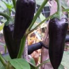 Chili Black Hungarian Chili schwarz Samen