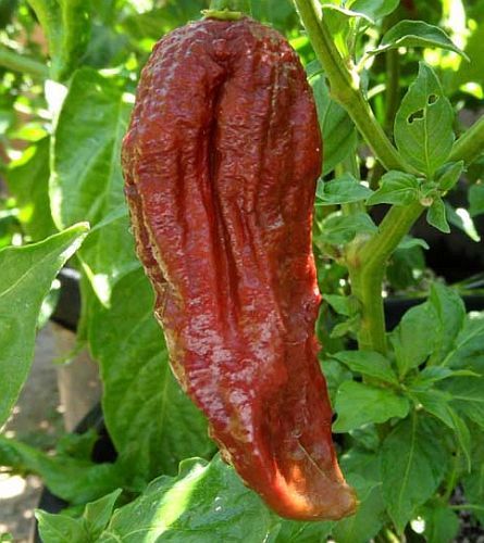 Chili Black Naga hot pepper seeds