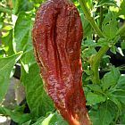 Chili Black Naga piment graines