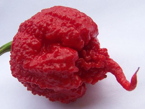 Chili Carolina Reaper Hottest pepper of the world seeds