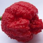 Chili Carolina Reaper sch?rfster Chili der Welt Samen