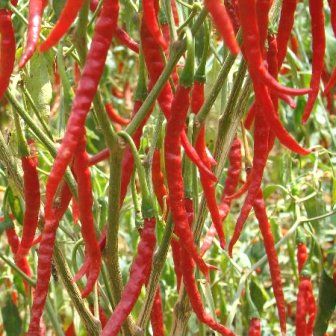 Chili Cayenne Long Slim Hot pepper Cayenne Long Slim seeds