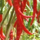 Chili Cayenne Long Slim Piment Cayenne Long Slim graines