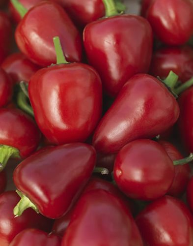 Chili Cherry Bomb cherry hot pepper seeds