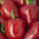 Chili Cherry Bomb  semillas