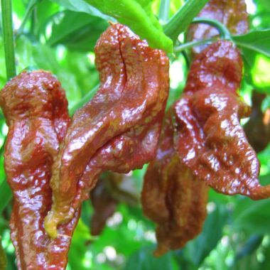 Chili Chocolate Bhut Jolokia Heirloom hot pepper seeds