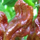 Chili Chocolate Bhut Jolokia  semillas