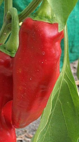 Chili Corno di Toro Rosso hot pepper seeds