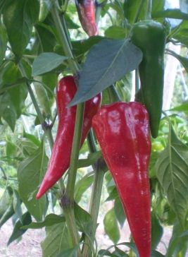CYKLON RED HOT PEPPER 50 SEEDS Chilli seeds VEGETABLE 