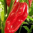 Chili Devils Tongue Red chile semillas