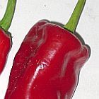 Chili Dulce Italiano piment graines