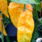 Chili Fatalii piment graines