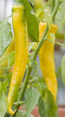 Chili Golden Cayenne hot pepper seeds