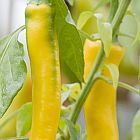 Chili Golden Cayenne Chili Samen