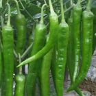 Chili Green Hot Piment vert chaud graines