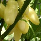 Chili Habanero White