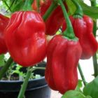 Chili Jamaica Red Habanero  semi