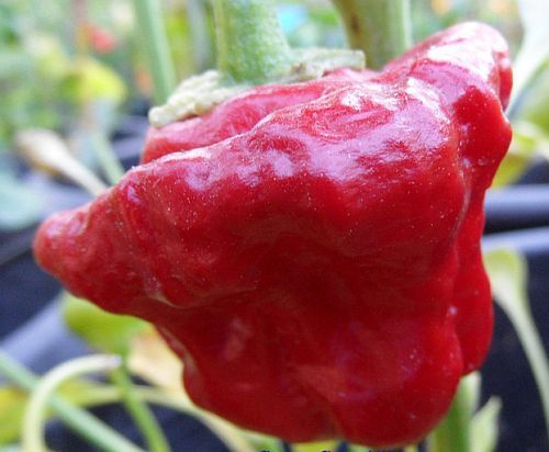 Chili Jamaica Red Mushroom hot pepper seeds