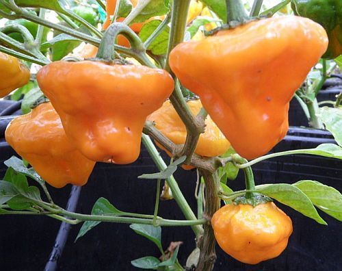 Chili Jamaica Yellow Mushroom hot pepper seeds