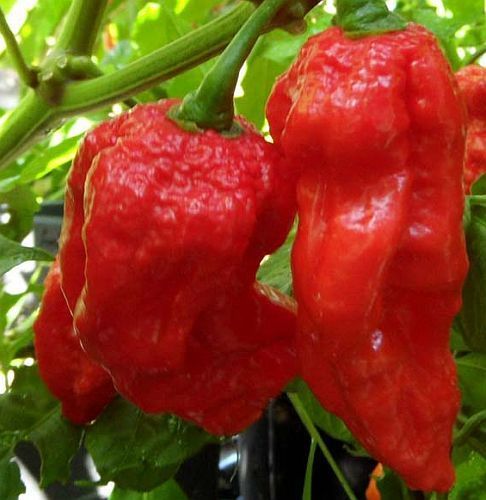 Chili King Naga hot pepper seeds