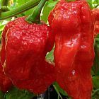 Chili King Naga Chili Samen