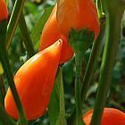 Chili Naranja Picante chile semillas