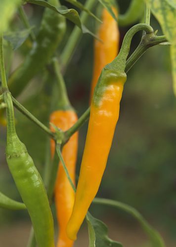 Chili Orange Cayenne Hot pepper Orange Cayenne seeds