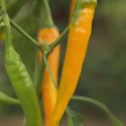 Chili Orange Cayenne  semillas