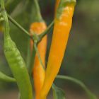 Chili Orange Cayenne Chili Orange Cayenne Samen