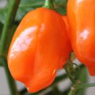 Chili Orange Habanero