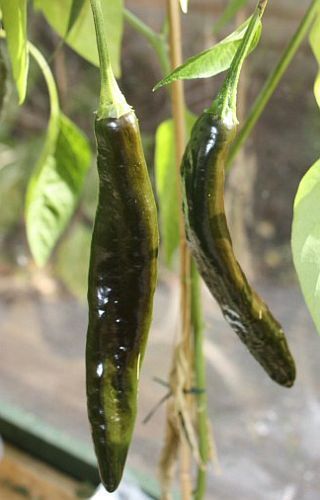 Chili Pasilla Bajio hot pepper seeds