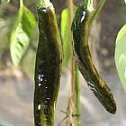 Chili Pasilla Bajio piment graines