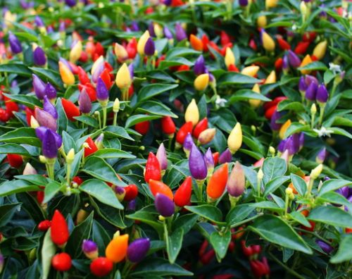 Chili Pepper Bolivian Rainbow Rainbow Hot Pepper seeds