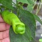 Chili Peter Pepper green piment graines