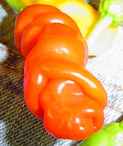 Chili Peter Pepper orange hot pepper seeds