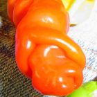 Chili Peter Pepper orange Chili Samen