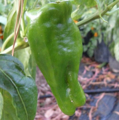 Chili Pimiento de Padron hot pepper seeds