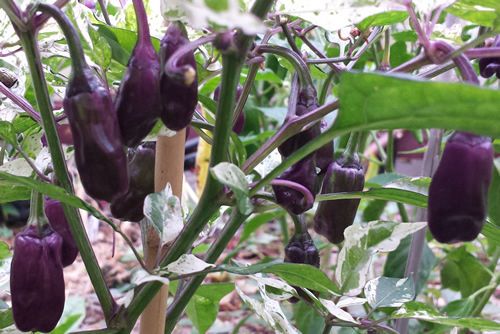 Chili Purple Tiger Hot pepper Purple Tiger seeds