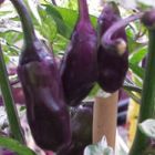 Chili Purple Tiger  semillas