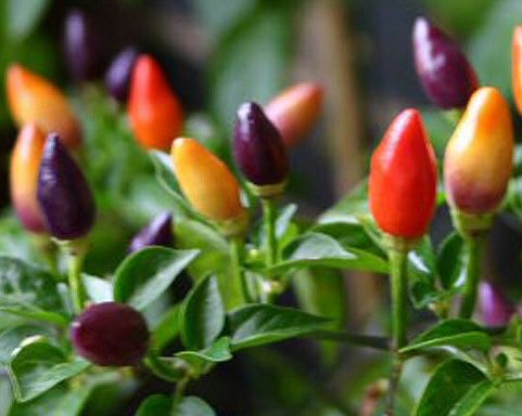 Chili Rainbow Pepper hot pepper seeds