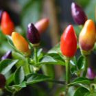 Chili Rainbow Pepper  semillas