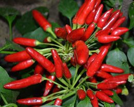 Chili Red Finger Hot Pepper Red Finger seeds