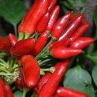 Chili Red Finger Piment doigt rouge graines