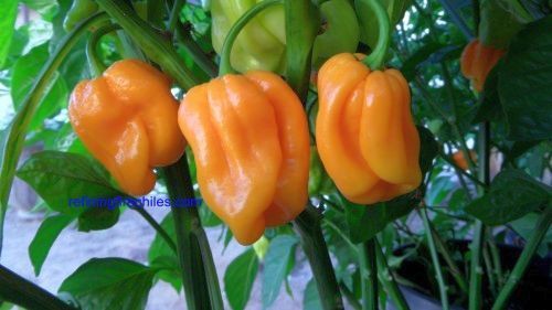 Chili Roatan Pumpkin Habanero hot pepper seeds